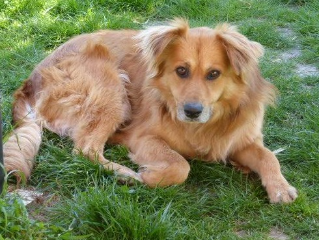 Photo de ZIGGY