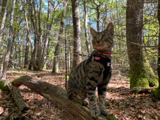 Photo de Zorro