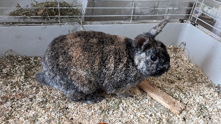 Photo de Panpan