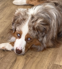 Noccio
