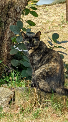 Photo de Frida