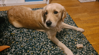 Nala