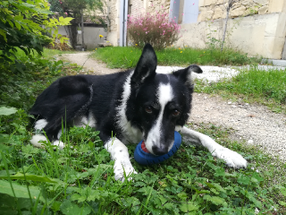 Roy