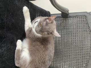Photo de Gribouille