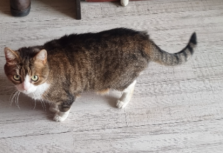 Photo de Rex