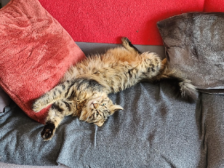 Photo de TIMO