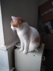 Photo de Chacha