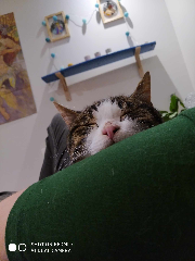 Photo de Mochi