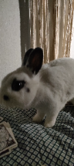 Minki
