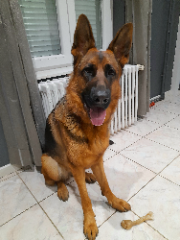 Talia