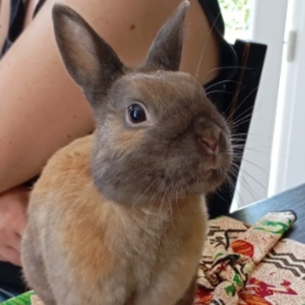 Choco