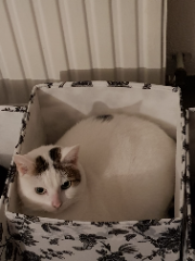 Photo de Benito