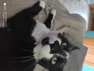 Filou