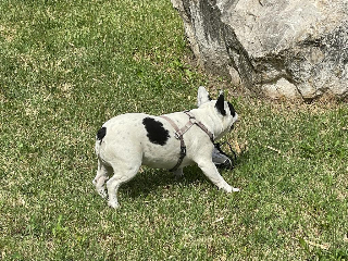 Photo de Archie