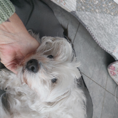 Choupi