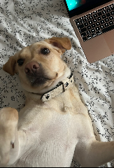 Biscuit