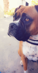 Photo de LOKY