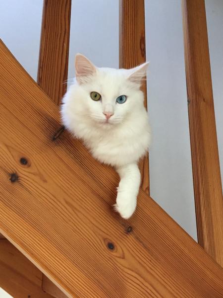 Bowie