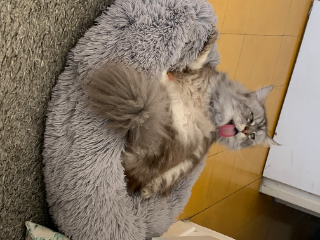 Photo de Ramses