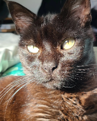 Photo de Mikado