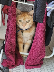 Photo de Cachou