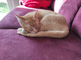 Luffy