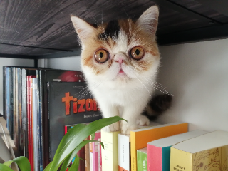 Photo de Praline