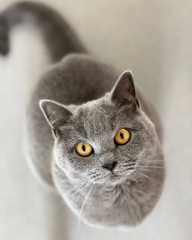 Photo de Rubie