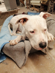 Nipper