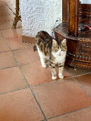 Photo de Grisette