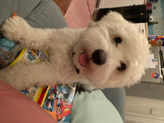 Ringo