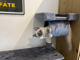 Photo de Croquette
