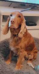 Photo de Marley