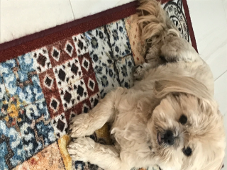 Photo de Chucky