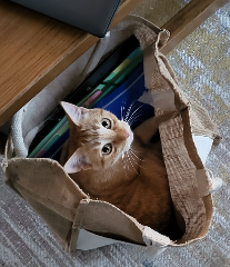 Photo de Taz