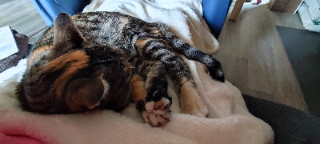 POUPETTE
