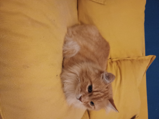 Caramel