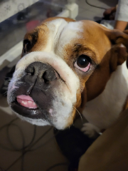 Rosi