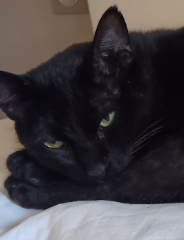 Photo de Shadow