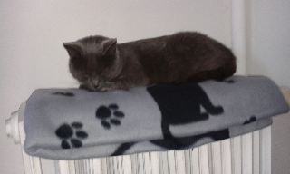 Photo de Elki