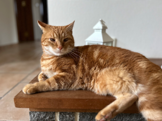 Photo de Simba