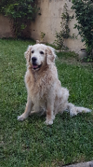Floppy