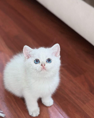 UGO