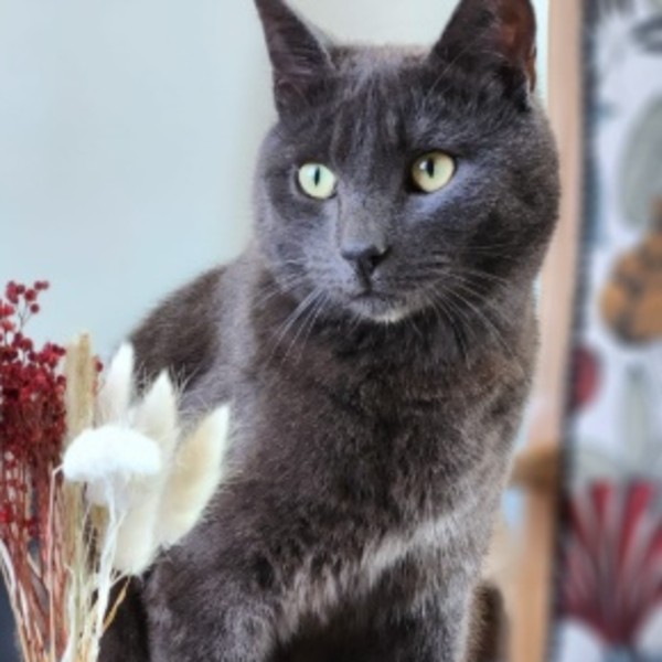 Oscar