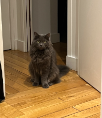 Photo de Silver