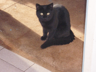 Photo de Méo