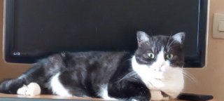 Photo de Yoko
