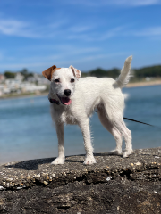 Photo de Tara