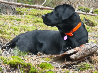 Photo de TOBI