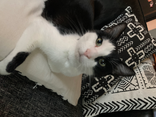 Photo de Berlioz